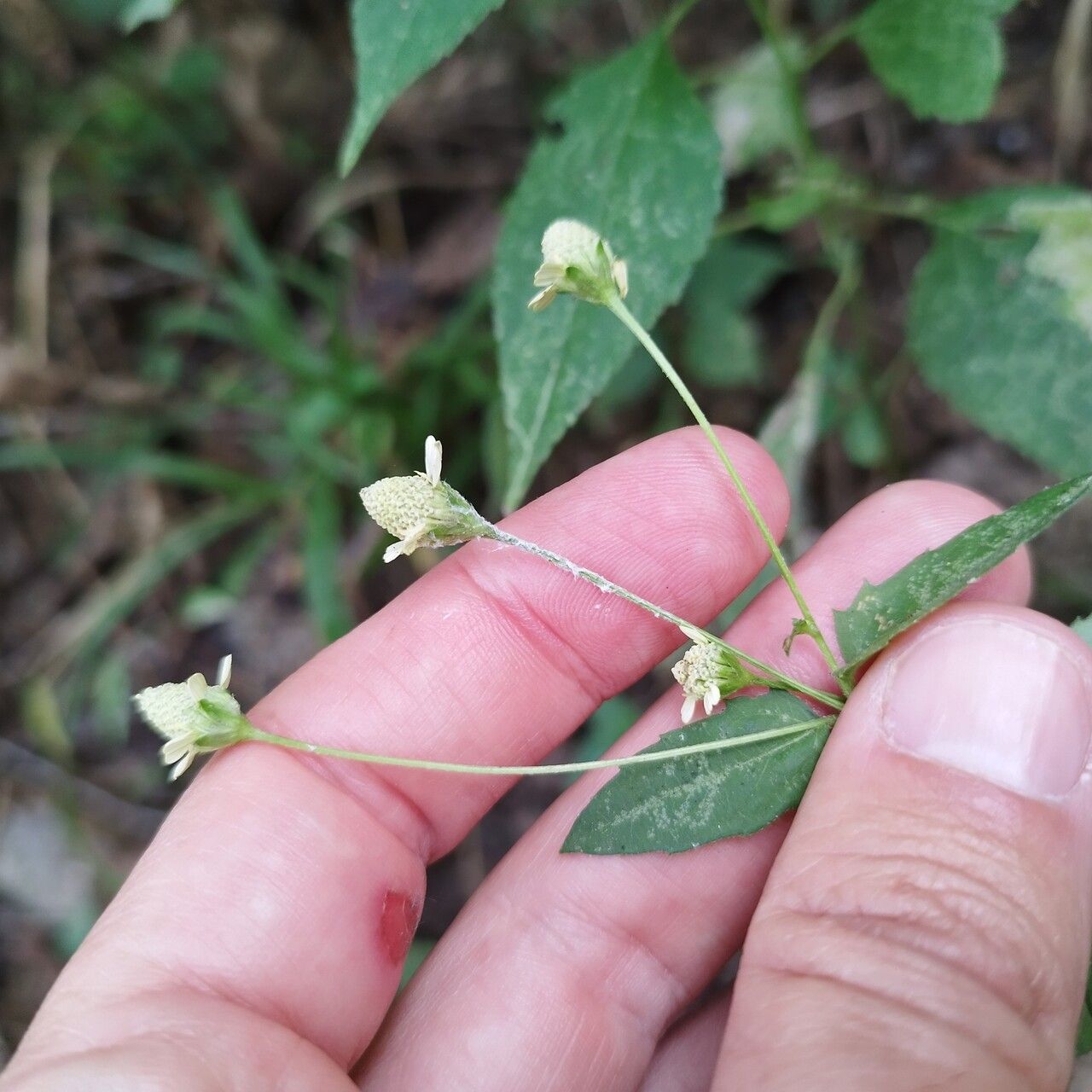 Acmella brachyglossa flower