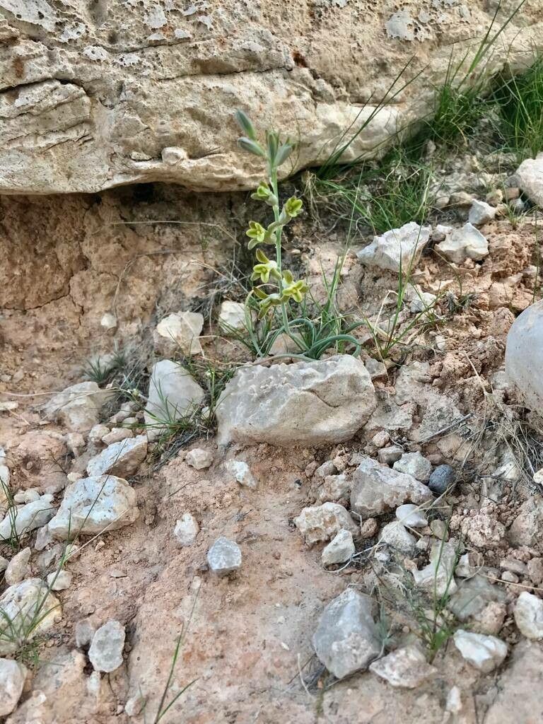 Dipcadi susianum other