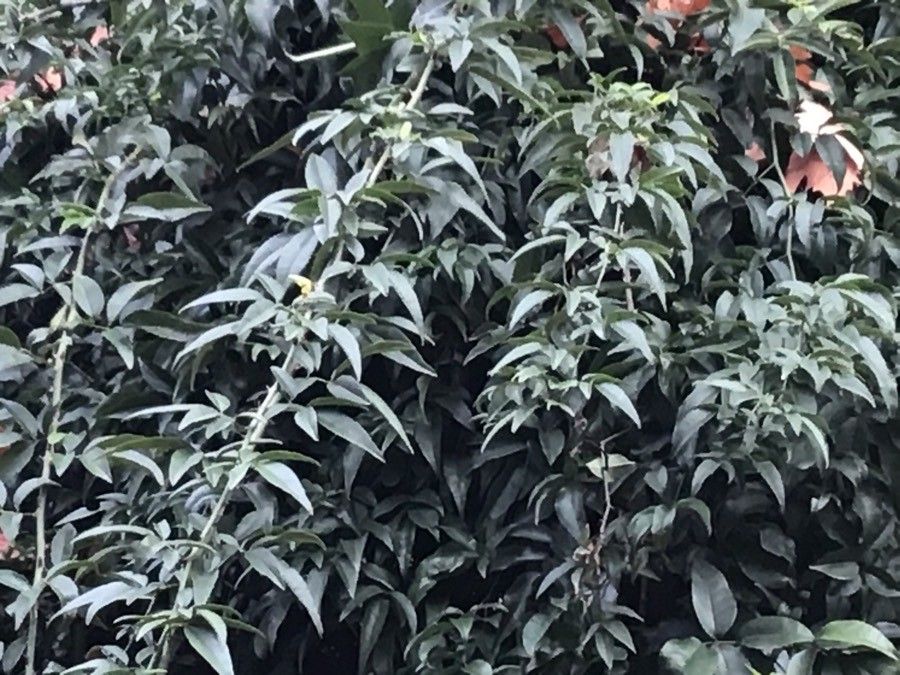 Rosa cymosa — search result for 'Bamboo'