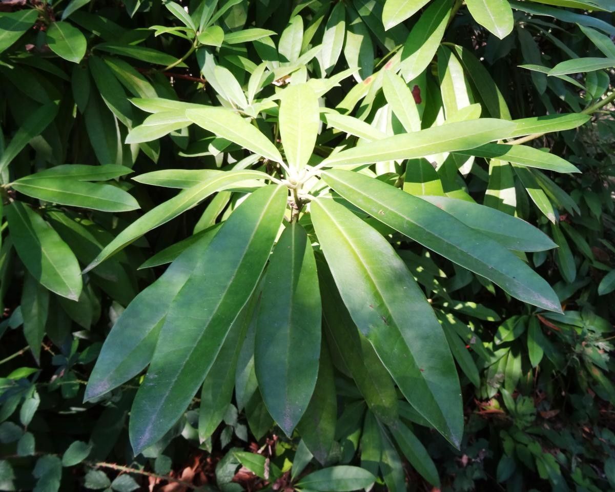 Actinodaphne acuminata leaf