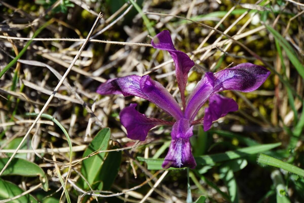 Iris adriatica flower