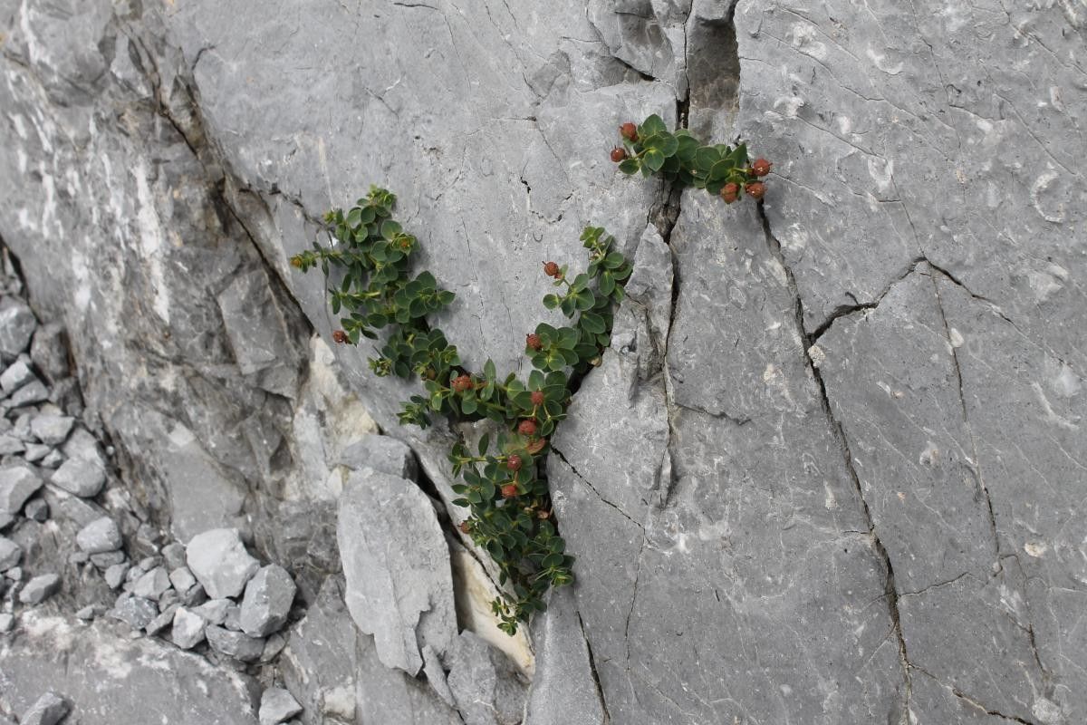 Euphorbia pyrenaica habit