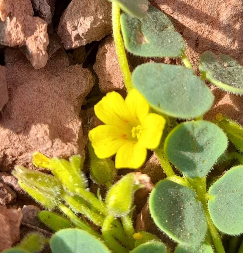 Oxalis cotagaitensis flower