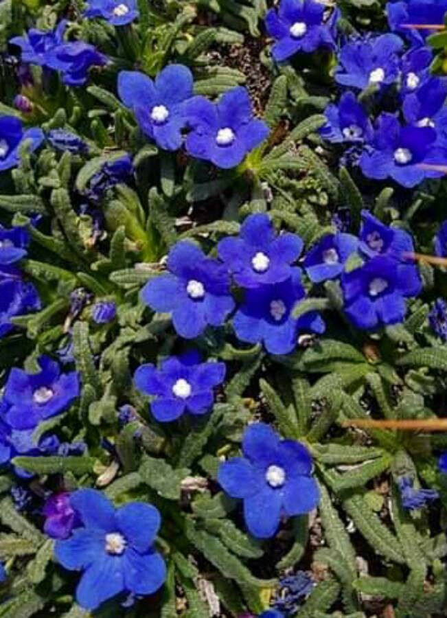 Anchusa cespitosa flower
