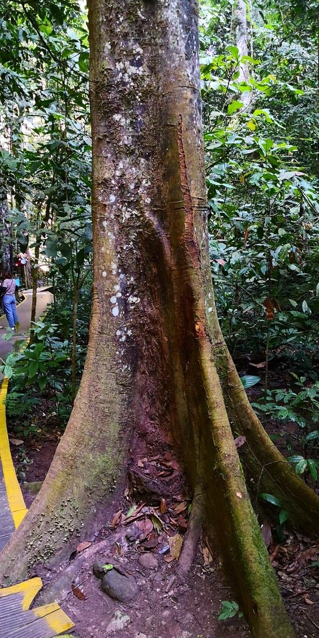 Hopea chinensis habit