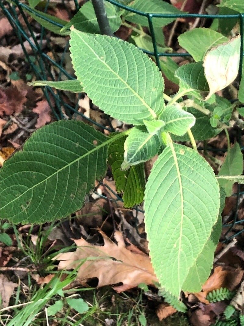 Buddleja nivea — search result for 'Buddleja'