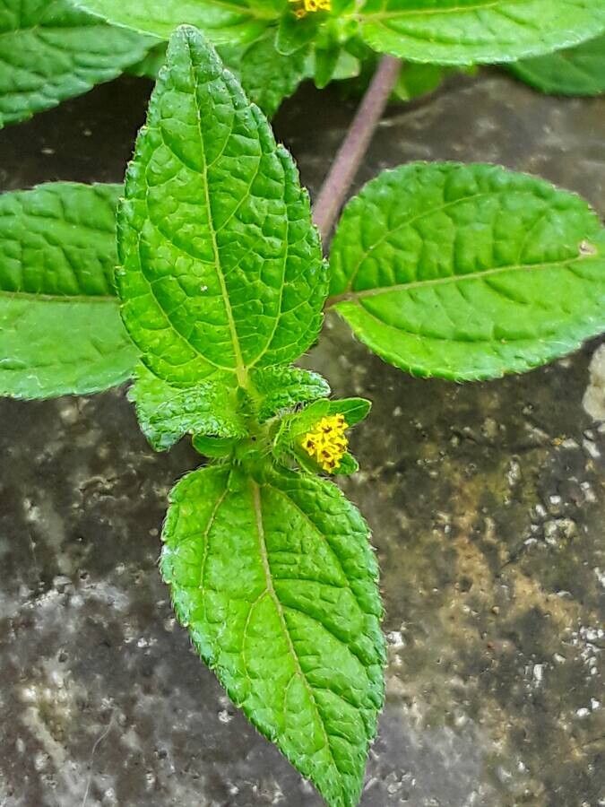 Eleutheranthera ruderalis flower