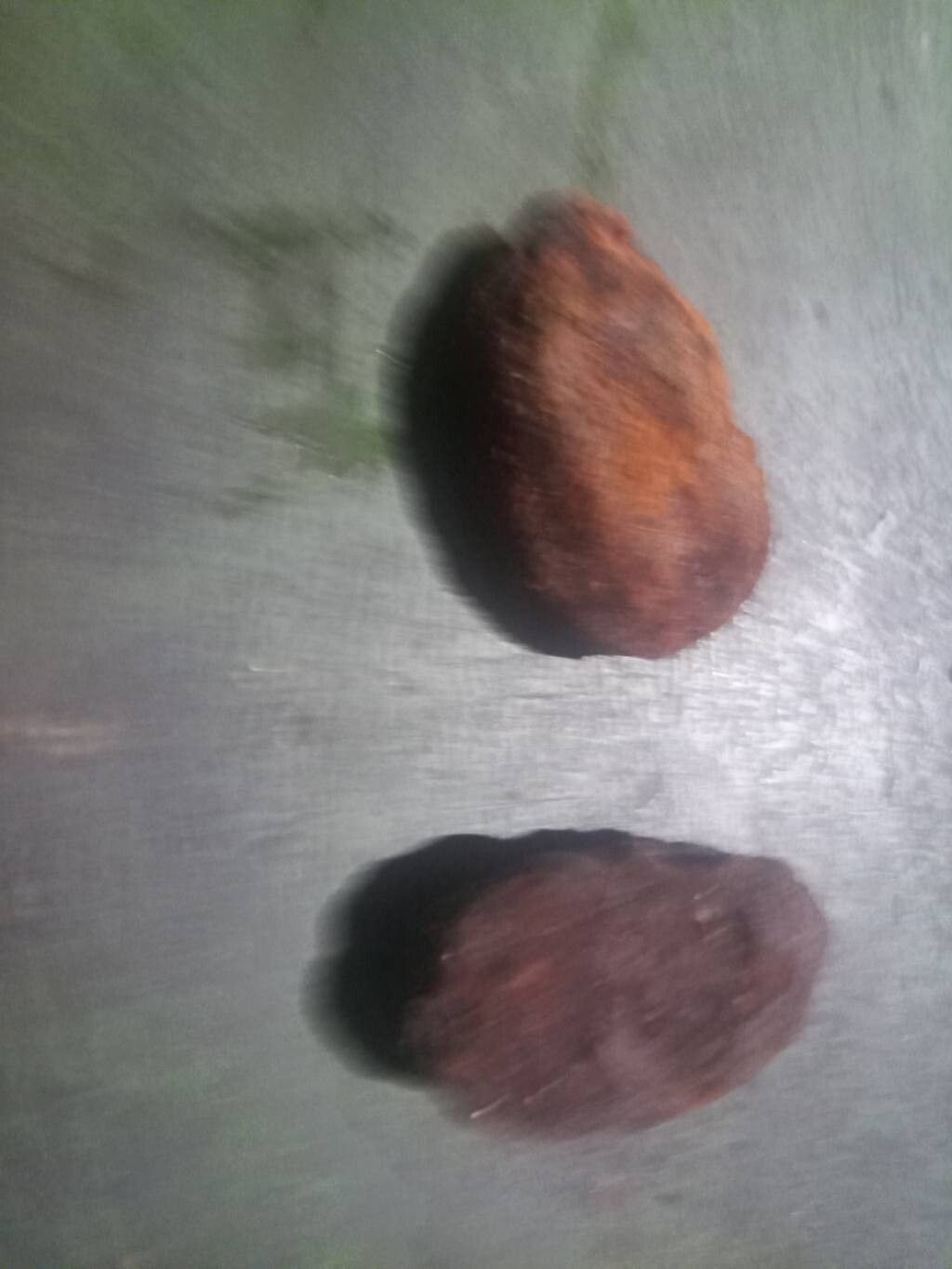 Parinari rodolphi fruit