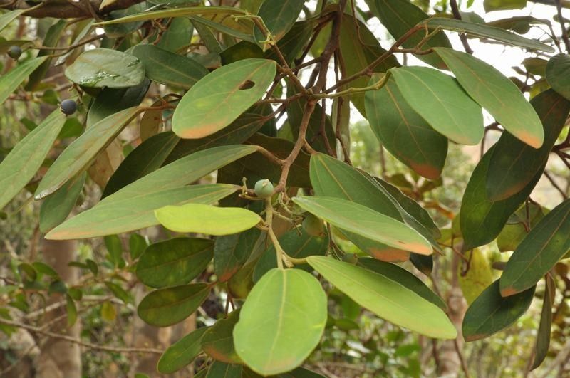 Celtis hypoleuca habit