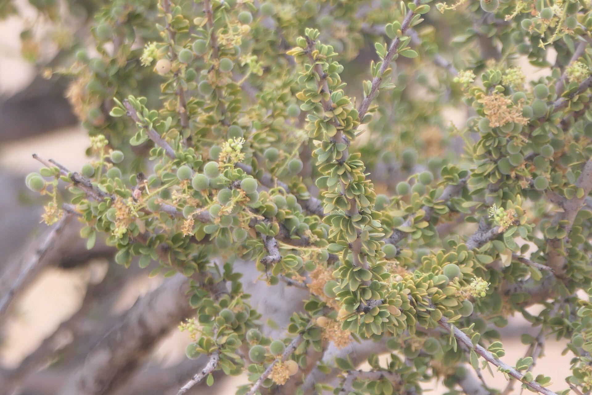 Boscia foetida fruit