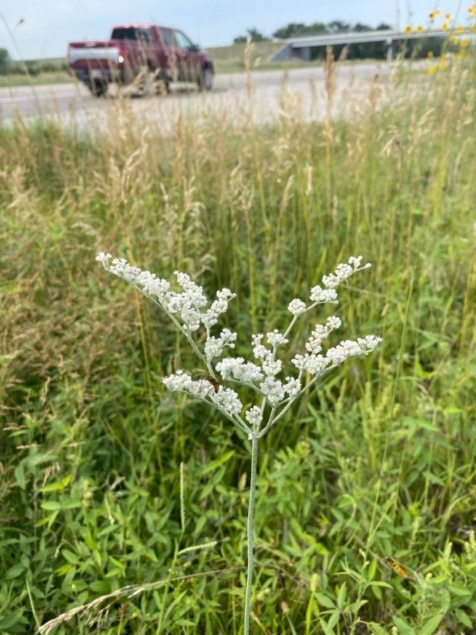 Eriogonum annuum flower