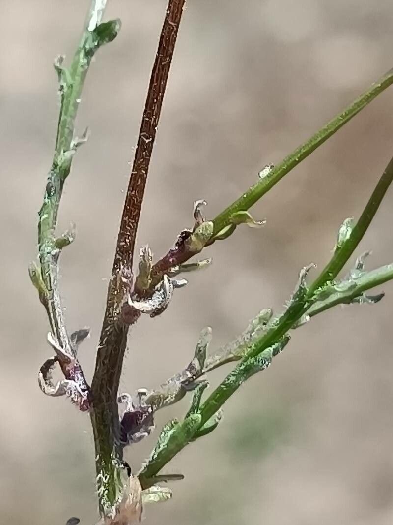 Jasione maritima leaf
