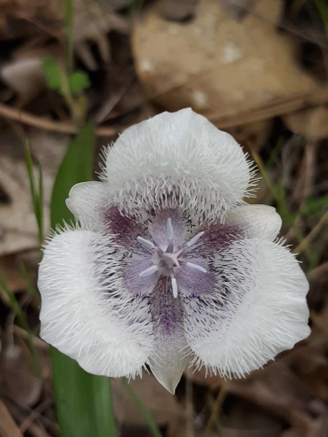 Calochortus tolmiei — search result for 'Calochortus'