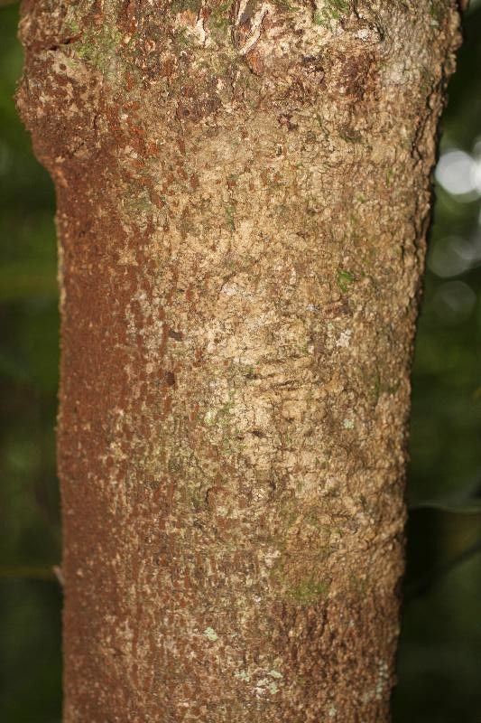 Cupania hirsuta bark