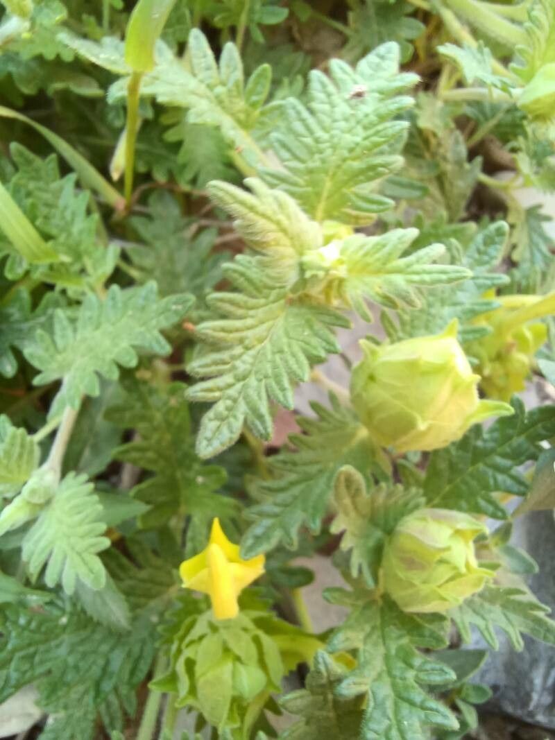 Scutellaria caucasica leaf