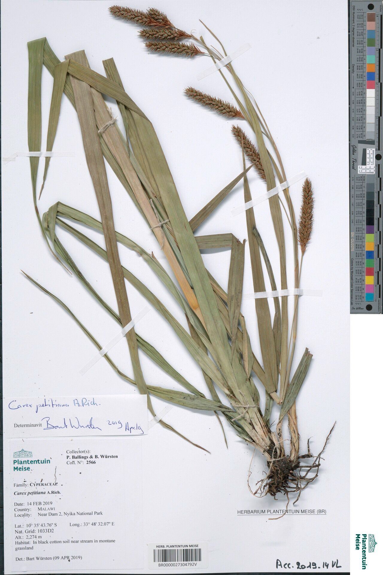 Carex petitiana — houseplant care guide