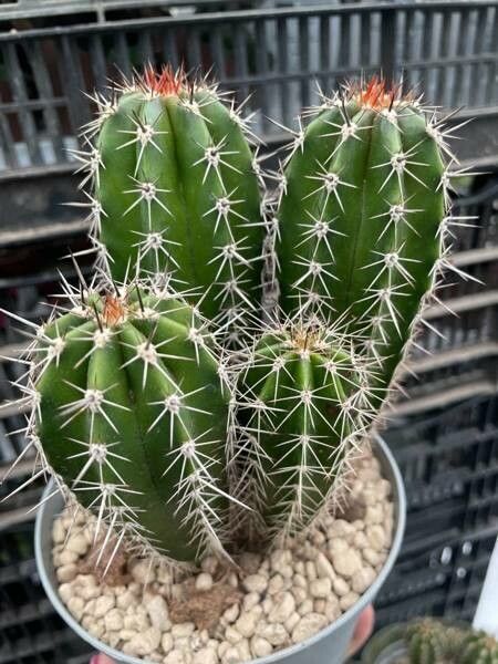 Pachycereus pecten-aboriginum bark