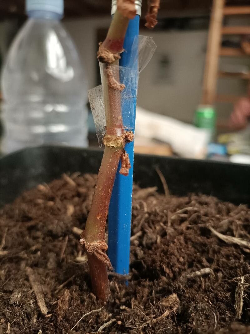 Begonia stipularis bark