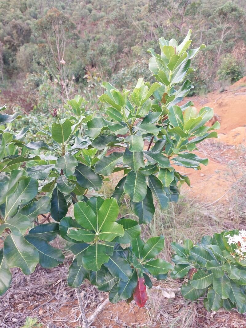 Ixora foliicalyx other