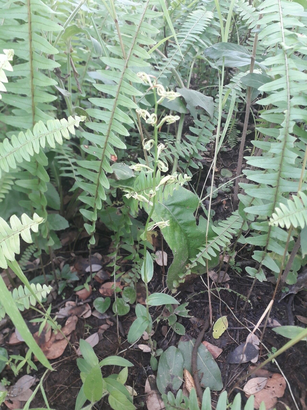 Habenaria supplicans habit