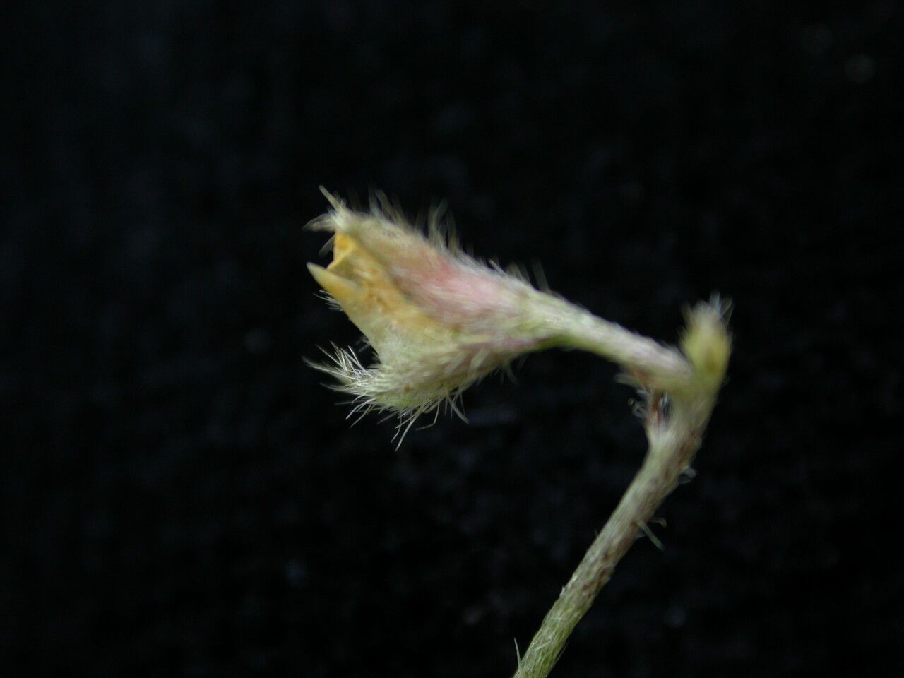 Crotalaria acicularis fruit