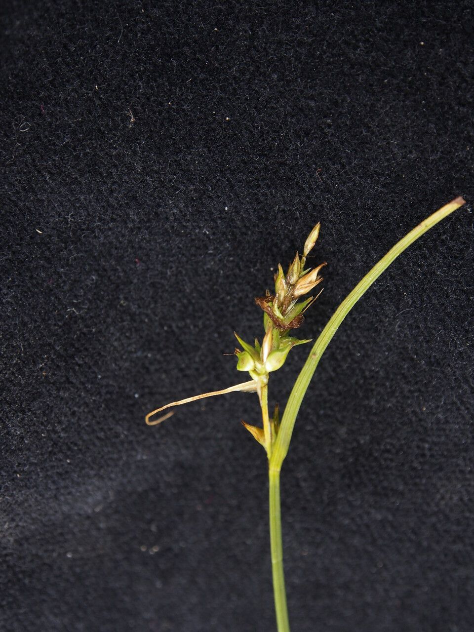 Carex nubigena habit
