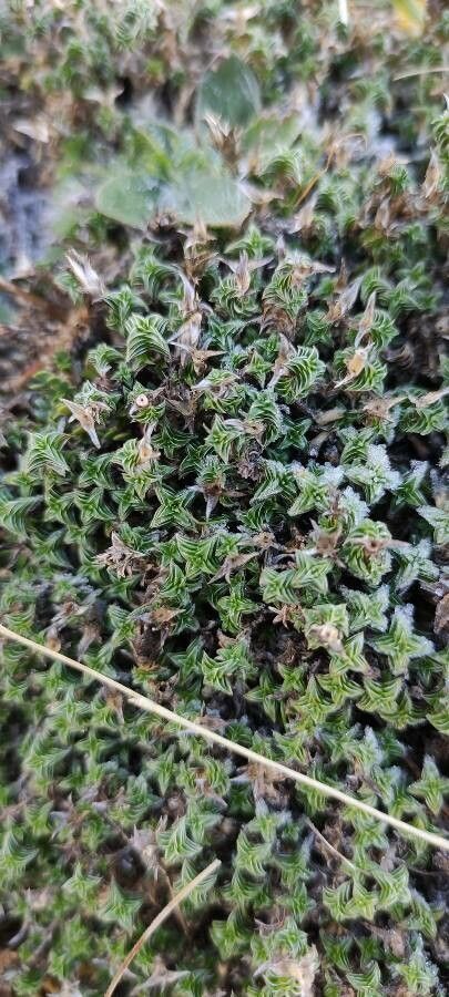 Arenaria erinacea — houseplant care guide