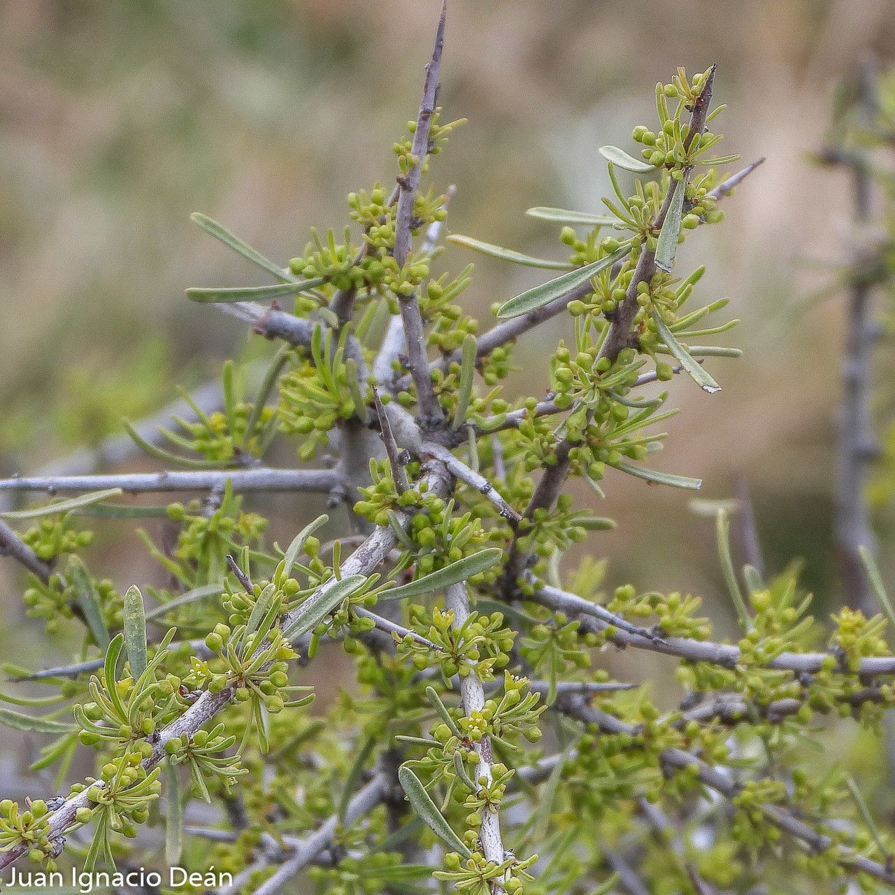 Rhamnus lycioides flower