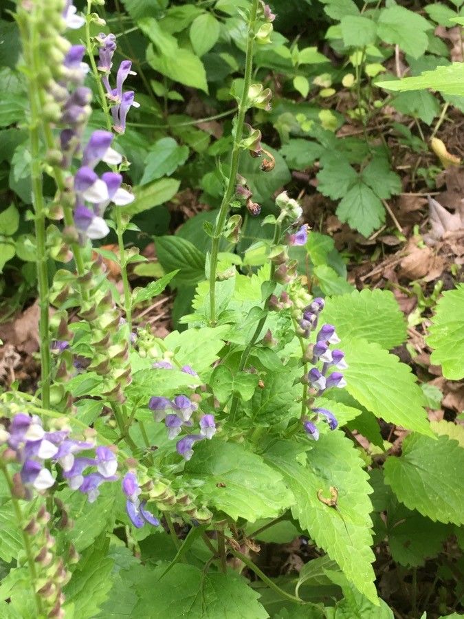 Scutellaria lateriflora flower