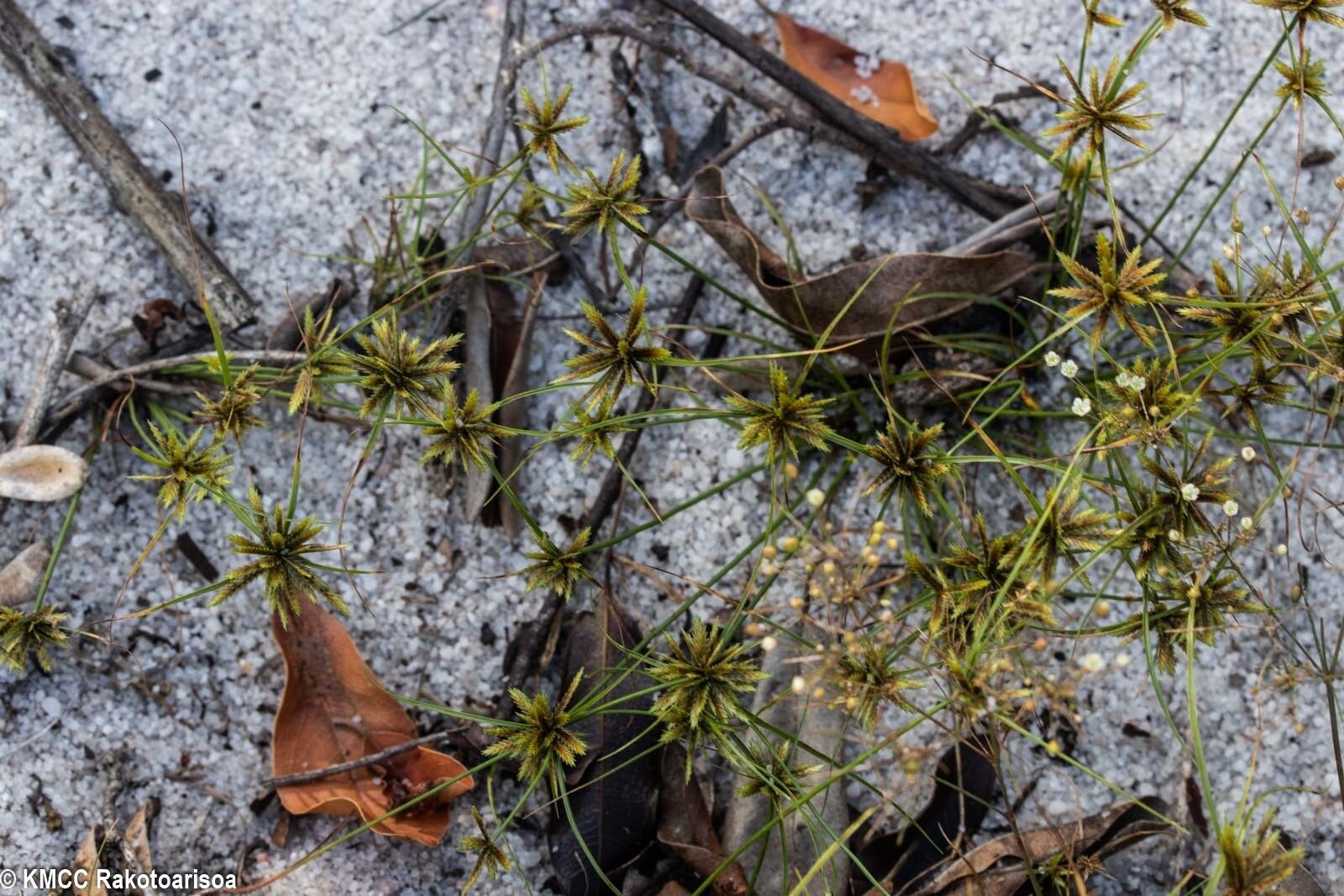Cyperus cuspidatus — houseplant care guide