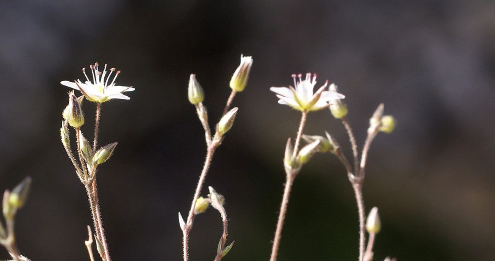 Minuartia stereoneura — houseplant care guide