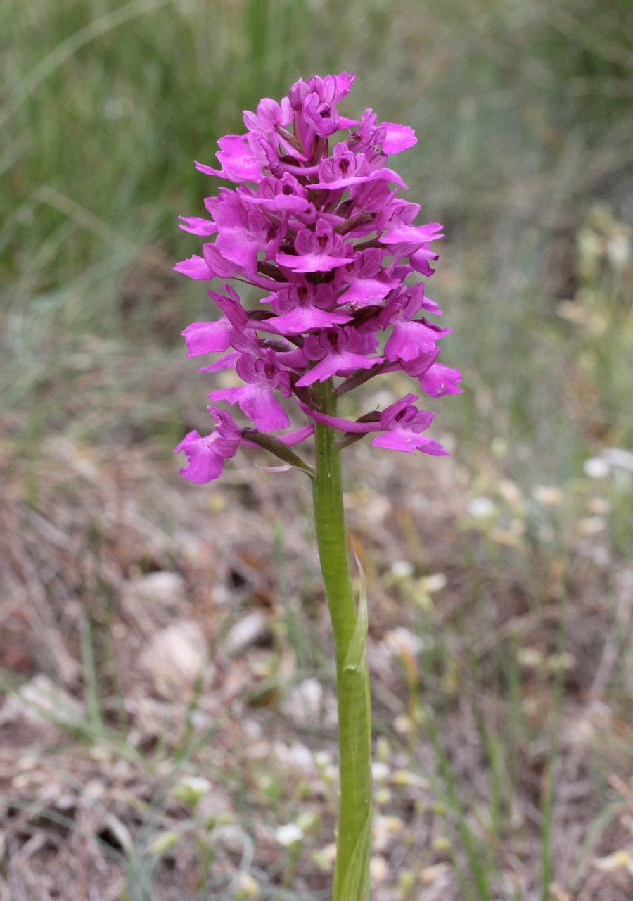 Anacamptis × laniccae flower