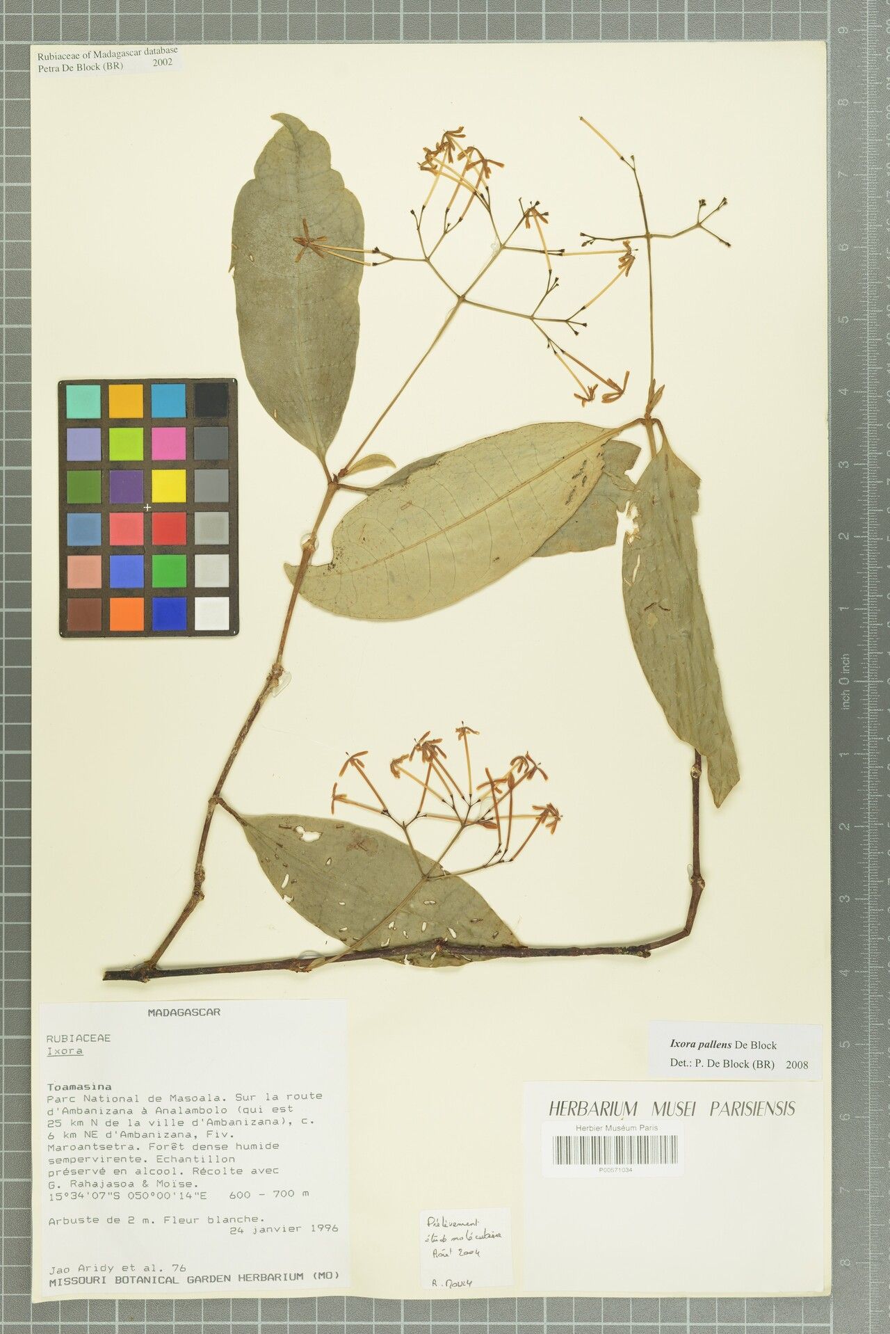 Ixora pallens — search result for 'Ixora'