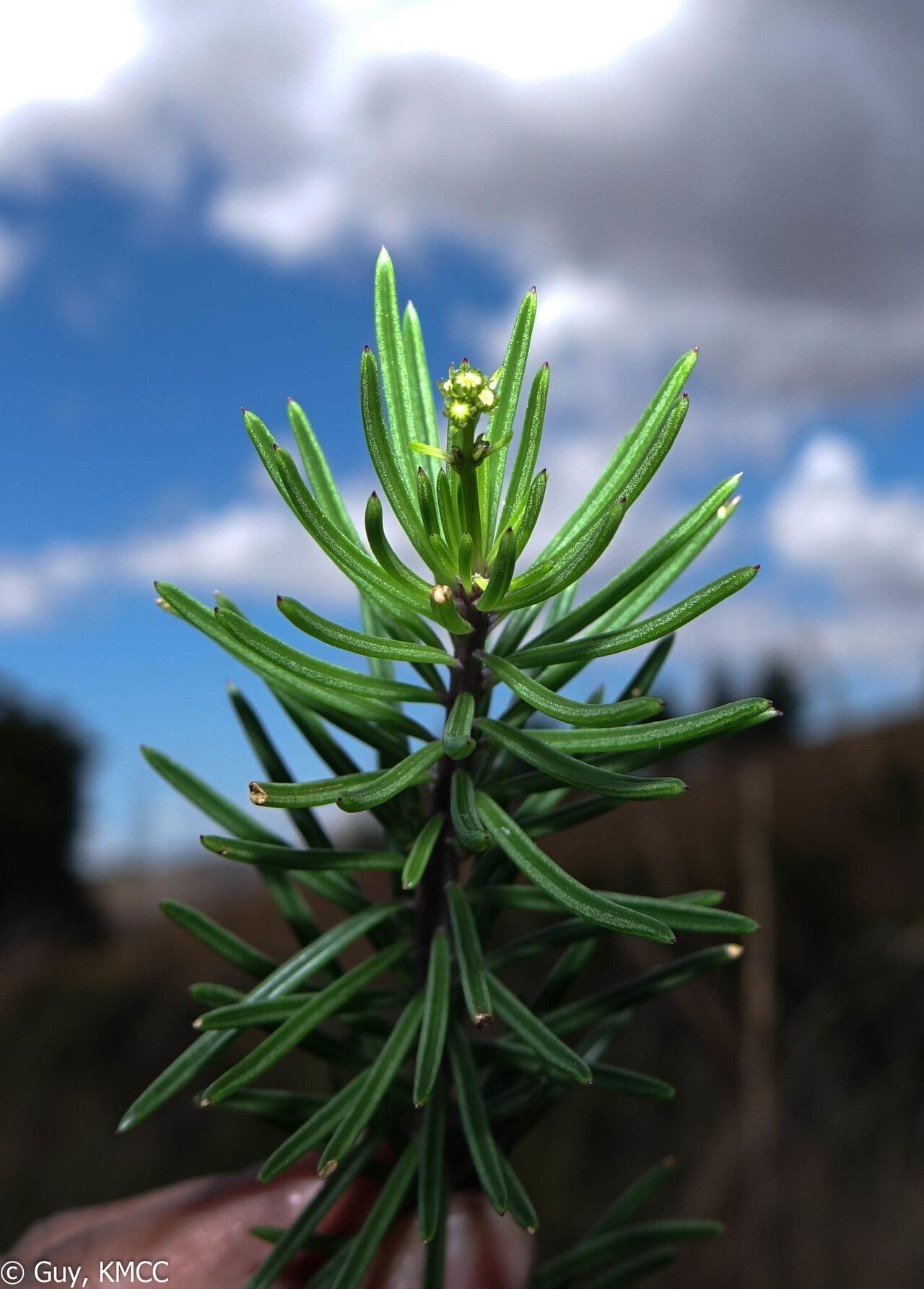 Senecio canaliculatus — houseplant care guide