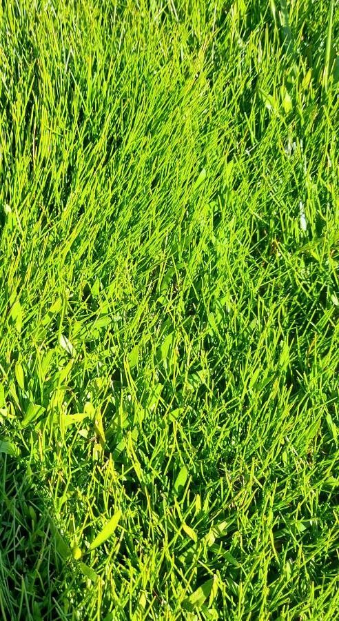 Eleocharis exigua other