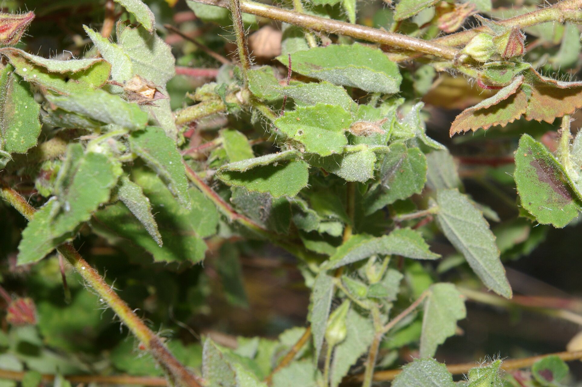 Sida martiana — houseplant care guide