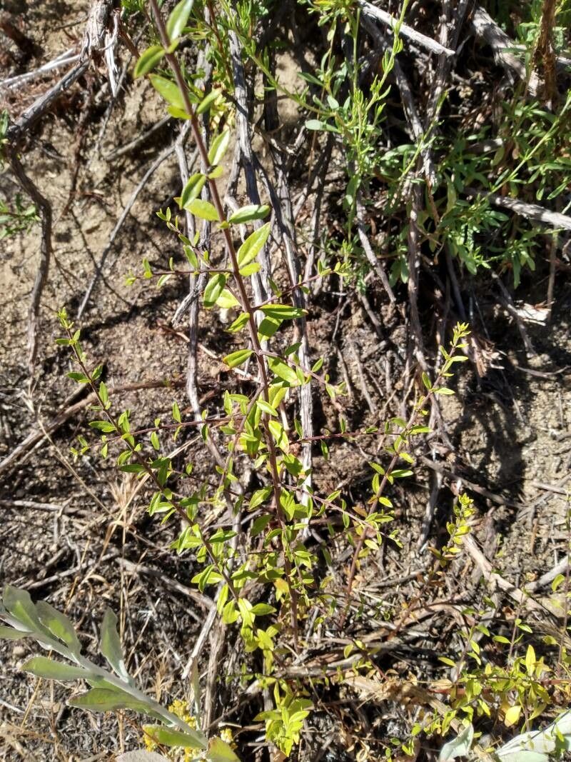 Keckiella antirrhinoides — search result for 'Penstemon'
