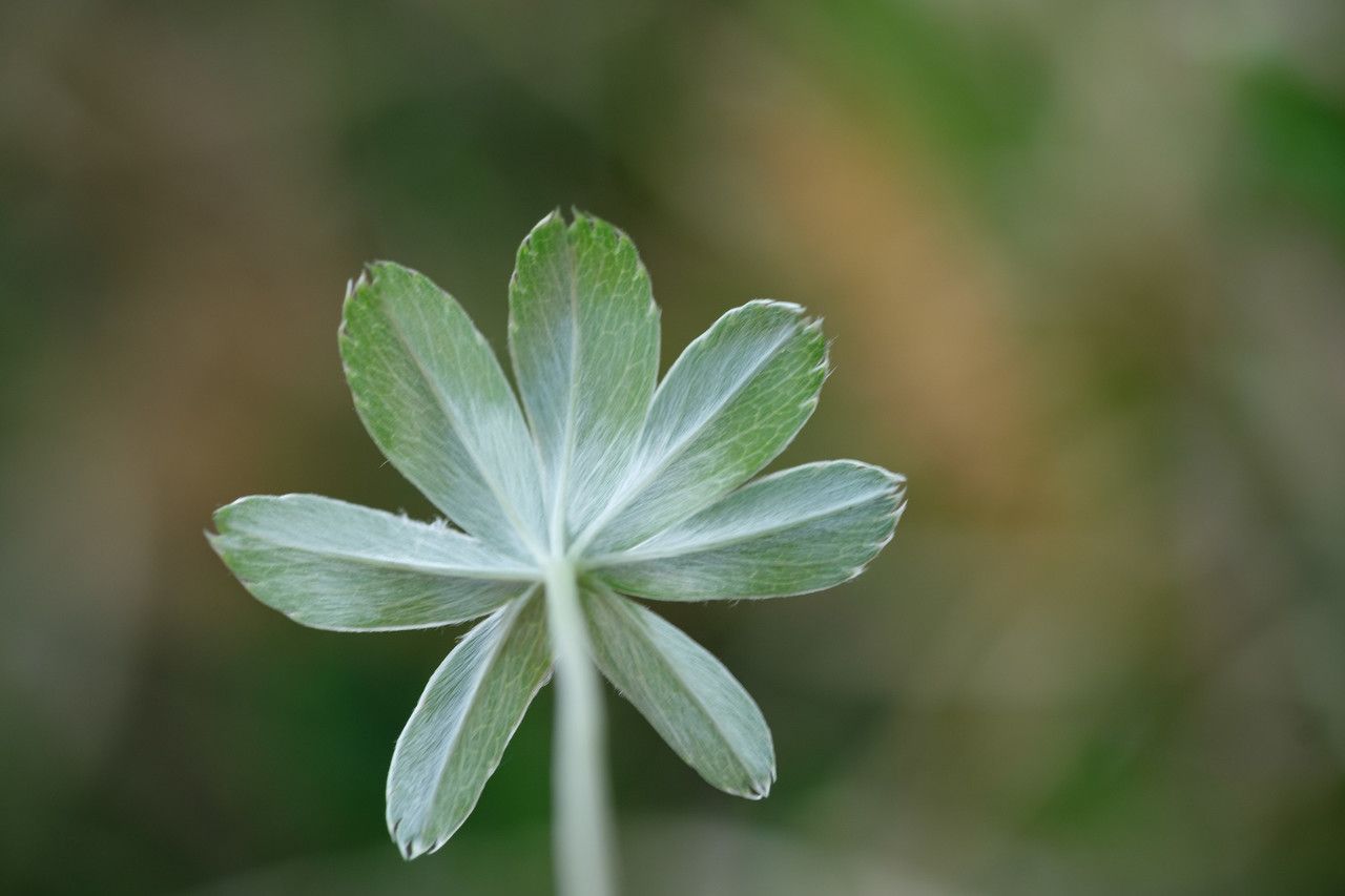 Alchemilla hoppeana leaf