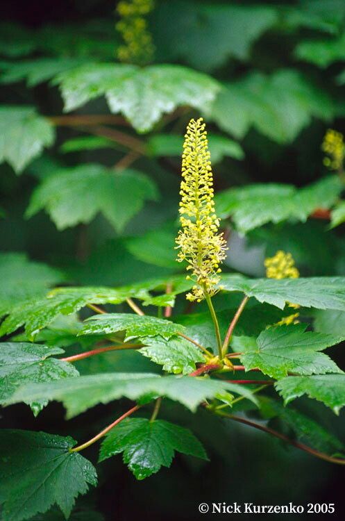 Acer caudatum flower