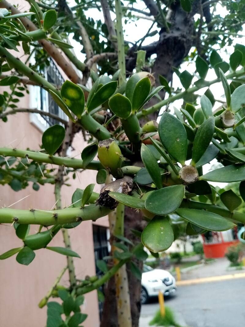 Leuenbergeria lychnidiflora fruit