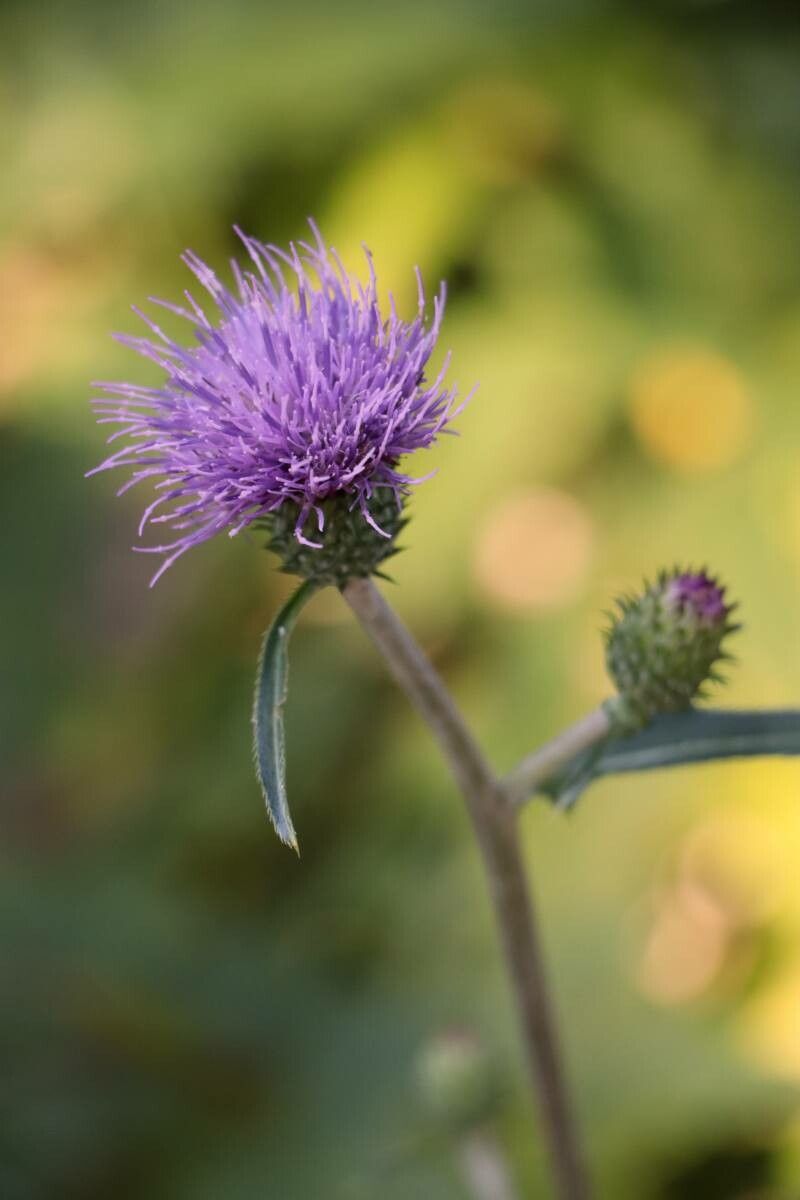 Cirsium oligophyllum — search result for 'Cirsium'