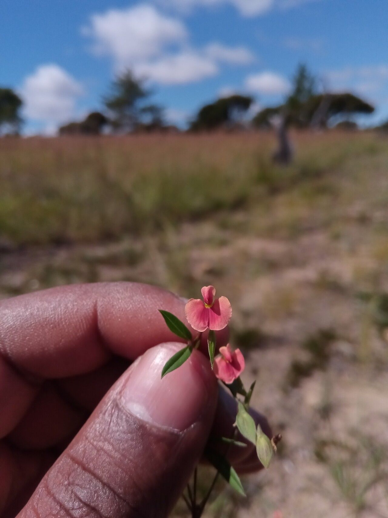 Zornia puberula flower