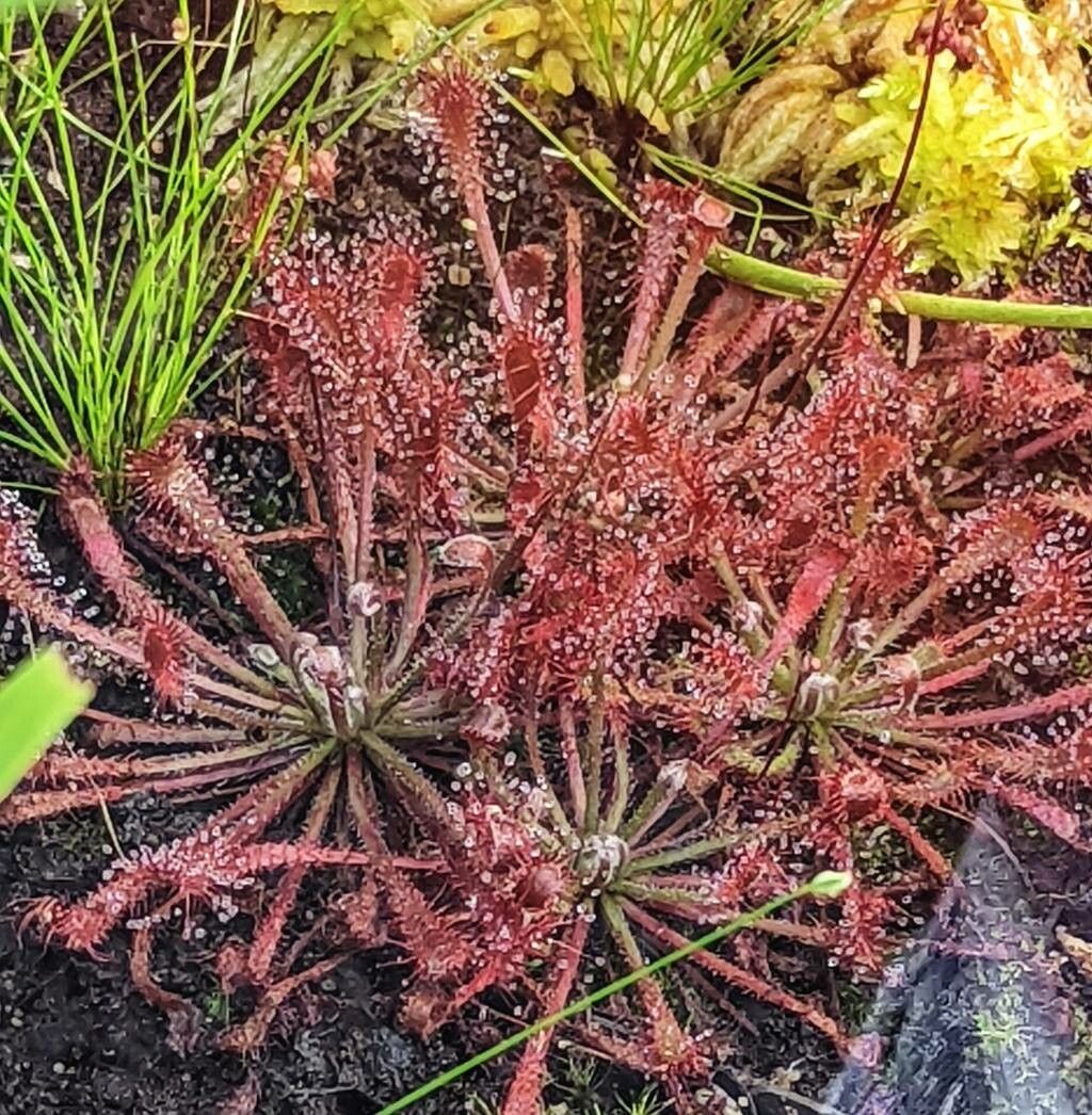 Drosera oblanceolata — search result for 'Drosera'