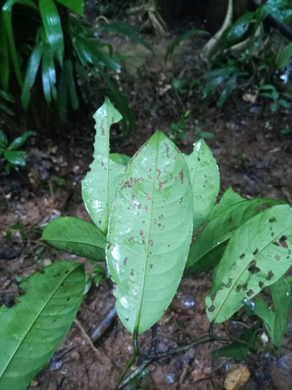 Lecythis pneumatophora — houseplant care guide