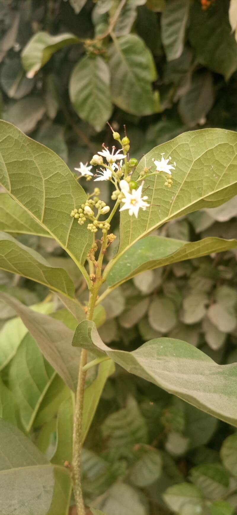 Ehretia amoena flower