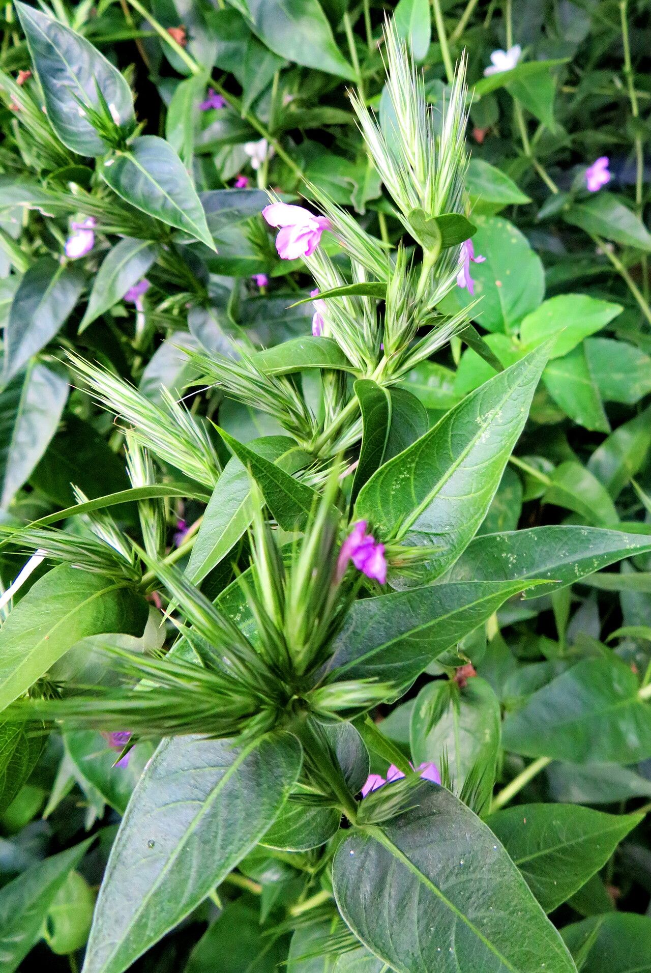 Justicia hassleri flower