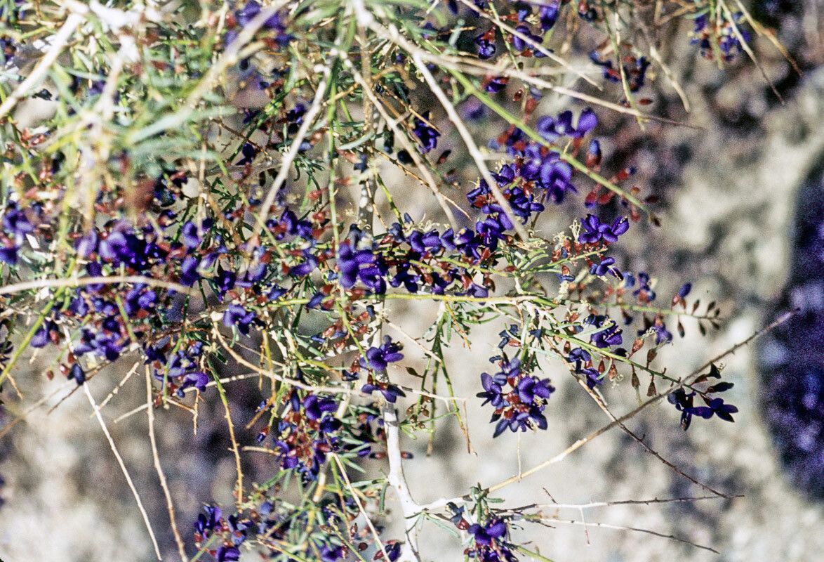 Psorothamnus schottii — houseplant care guide