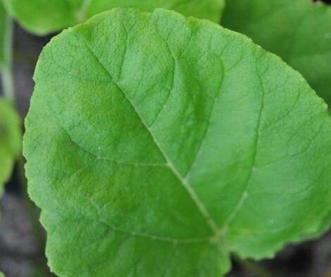 Rheum moorcroftianum — search result for 'Rheum'