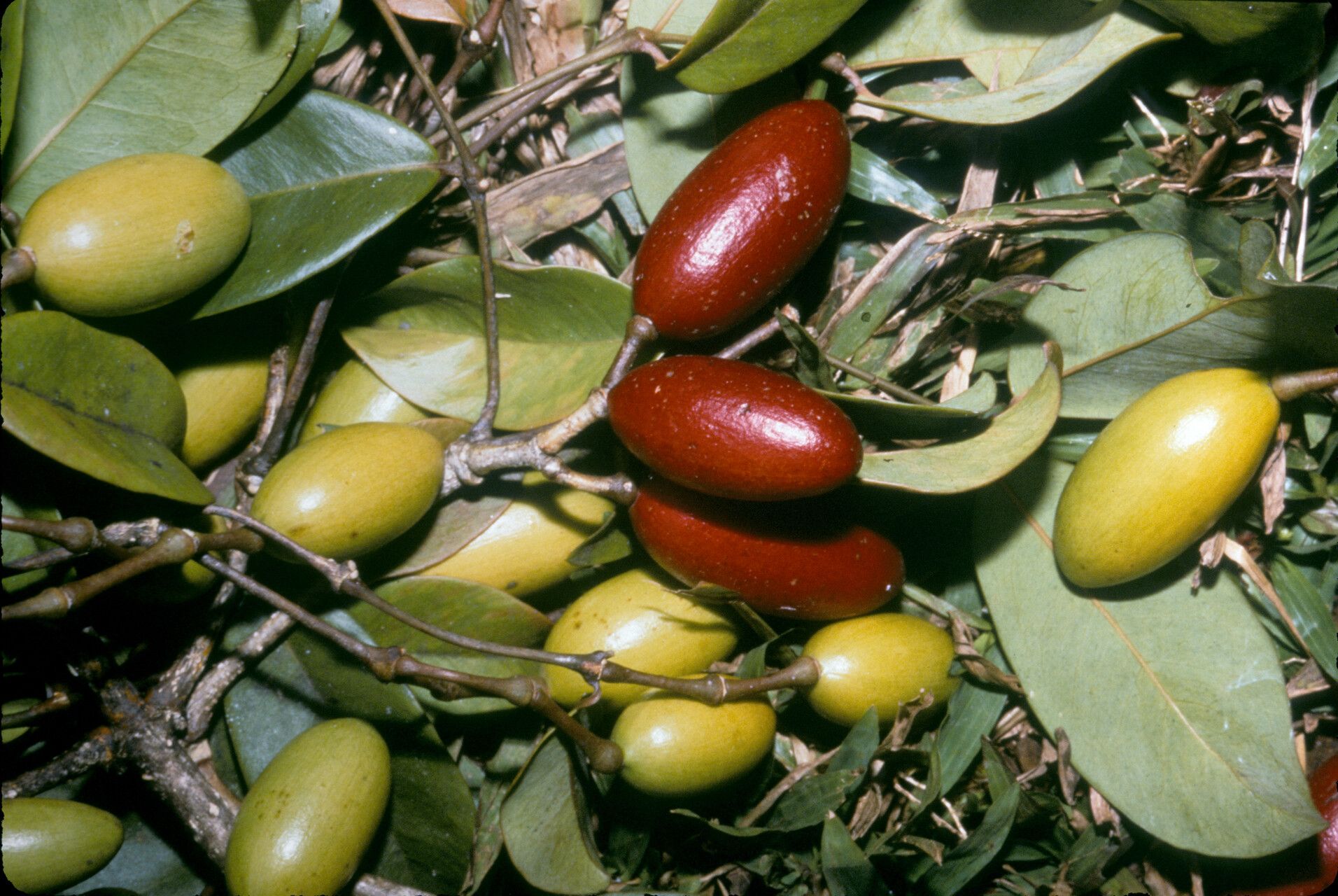Gnetum paniculatum fruit