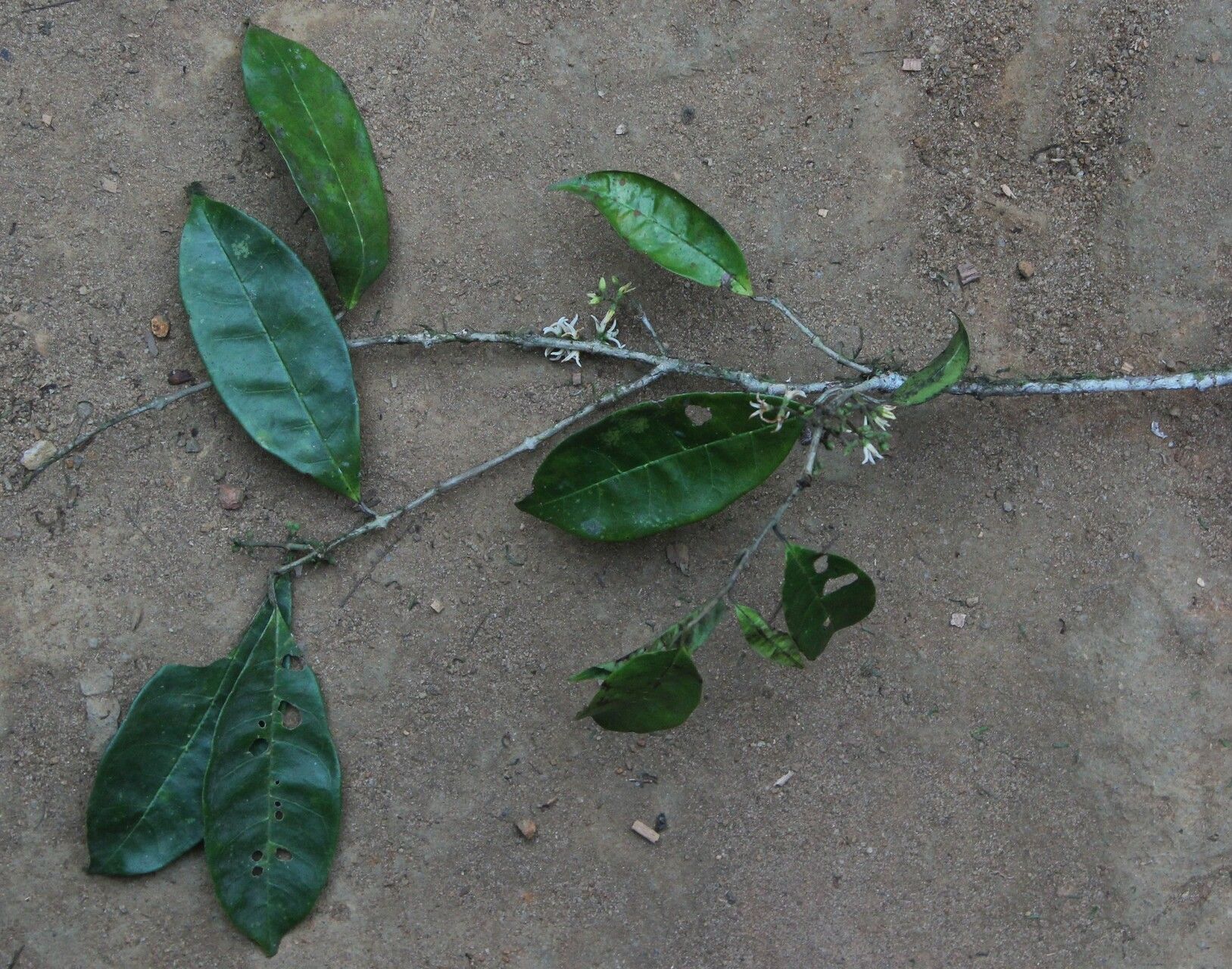 Noronhia africana habit
